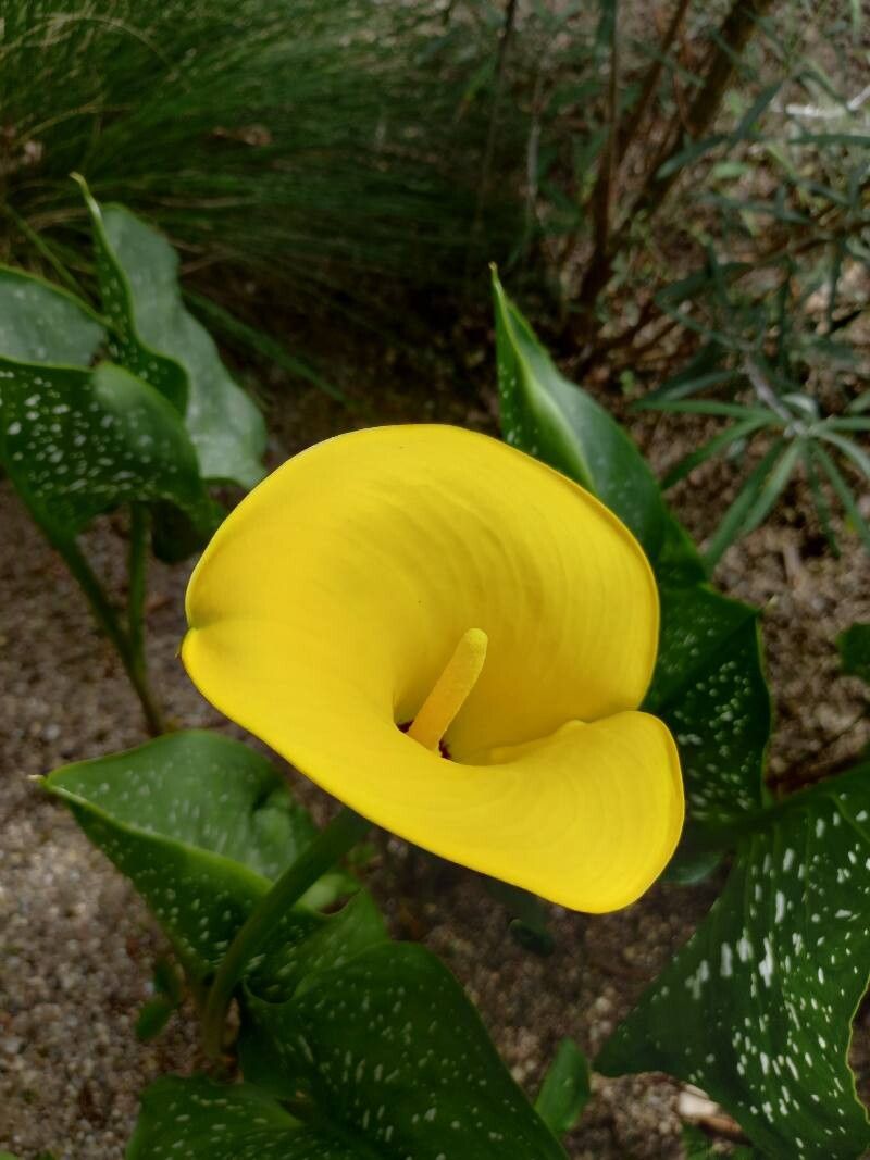 Zantedeschia jucunda flower