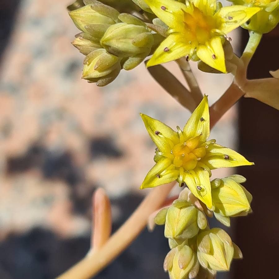 Sedum pachyphyllum flower