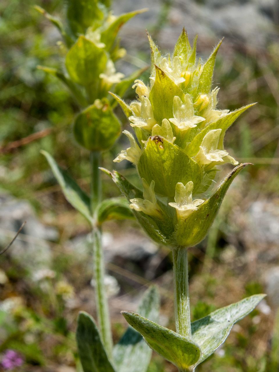 Sideritis scardica flower