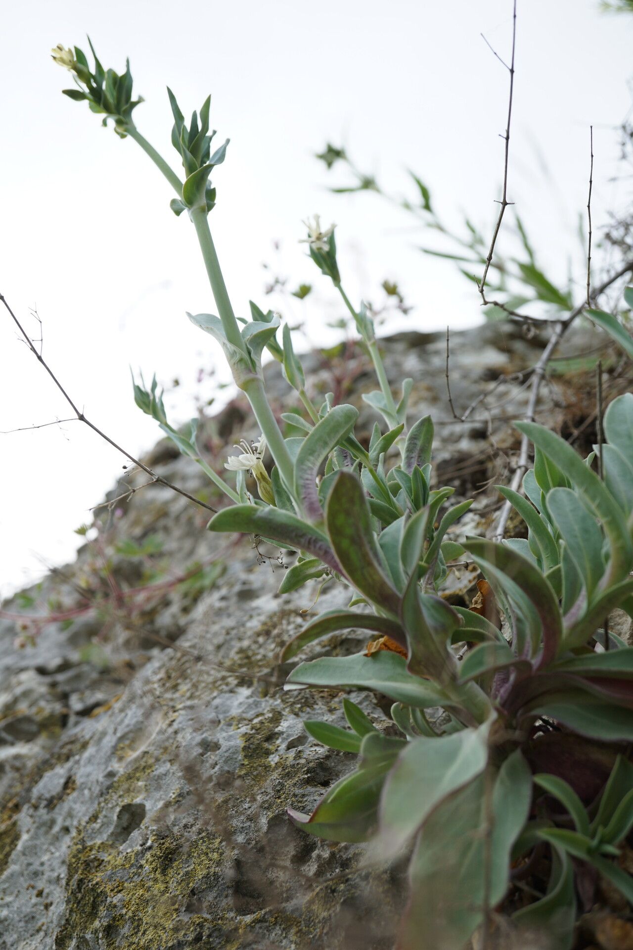 Silene csereii habit