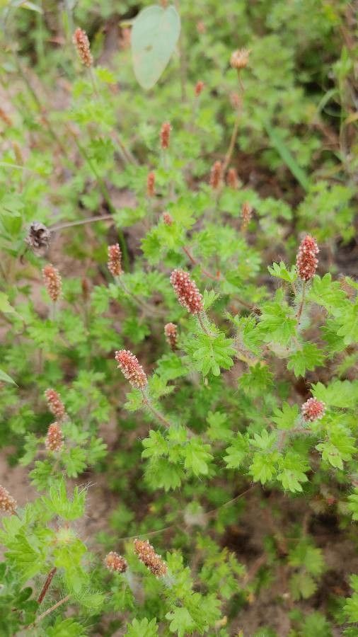 Acalypha radians flower