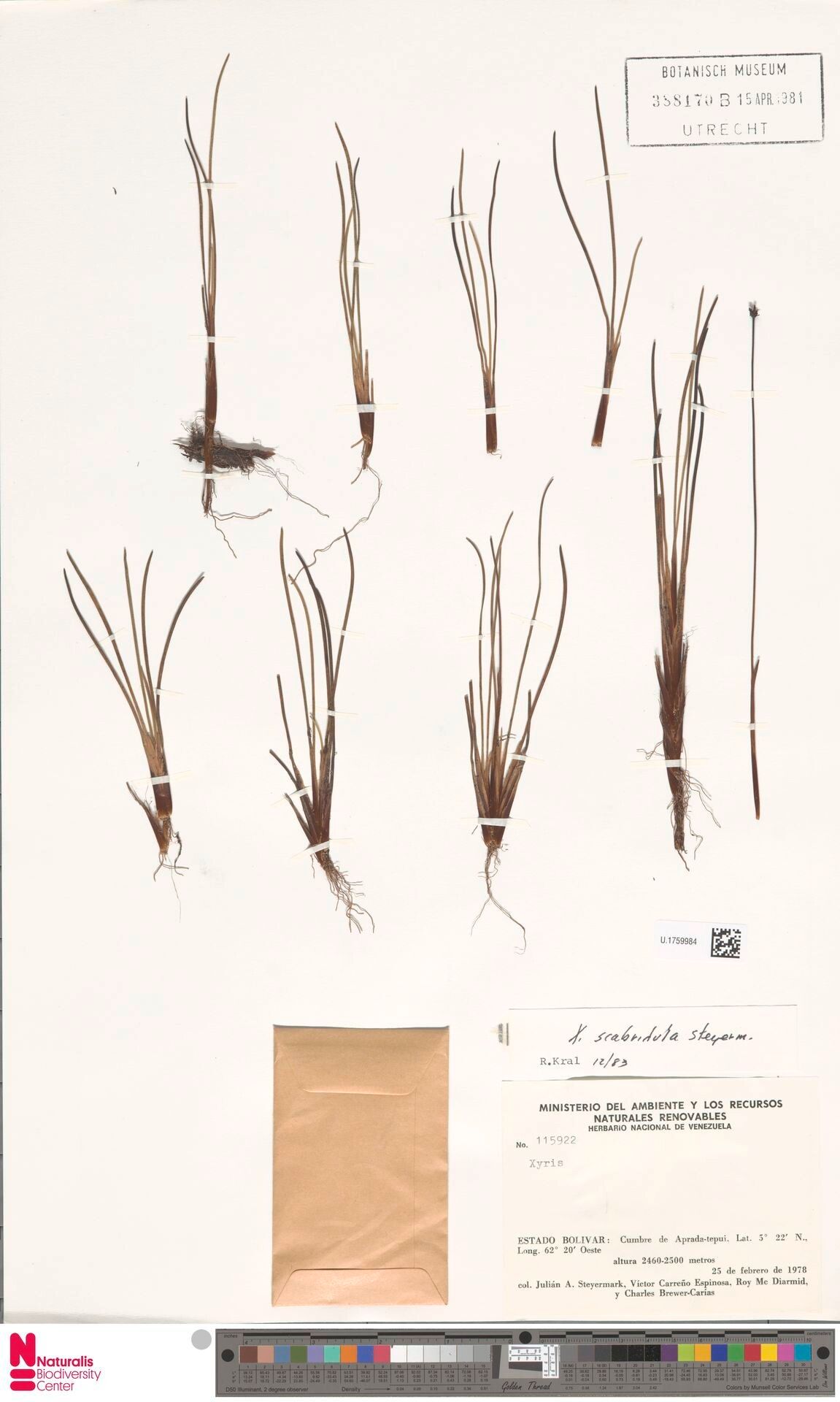 Xyris scabridula — houseplant care guide