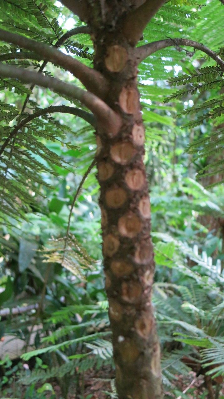 Phyllanthus mimosoides bark