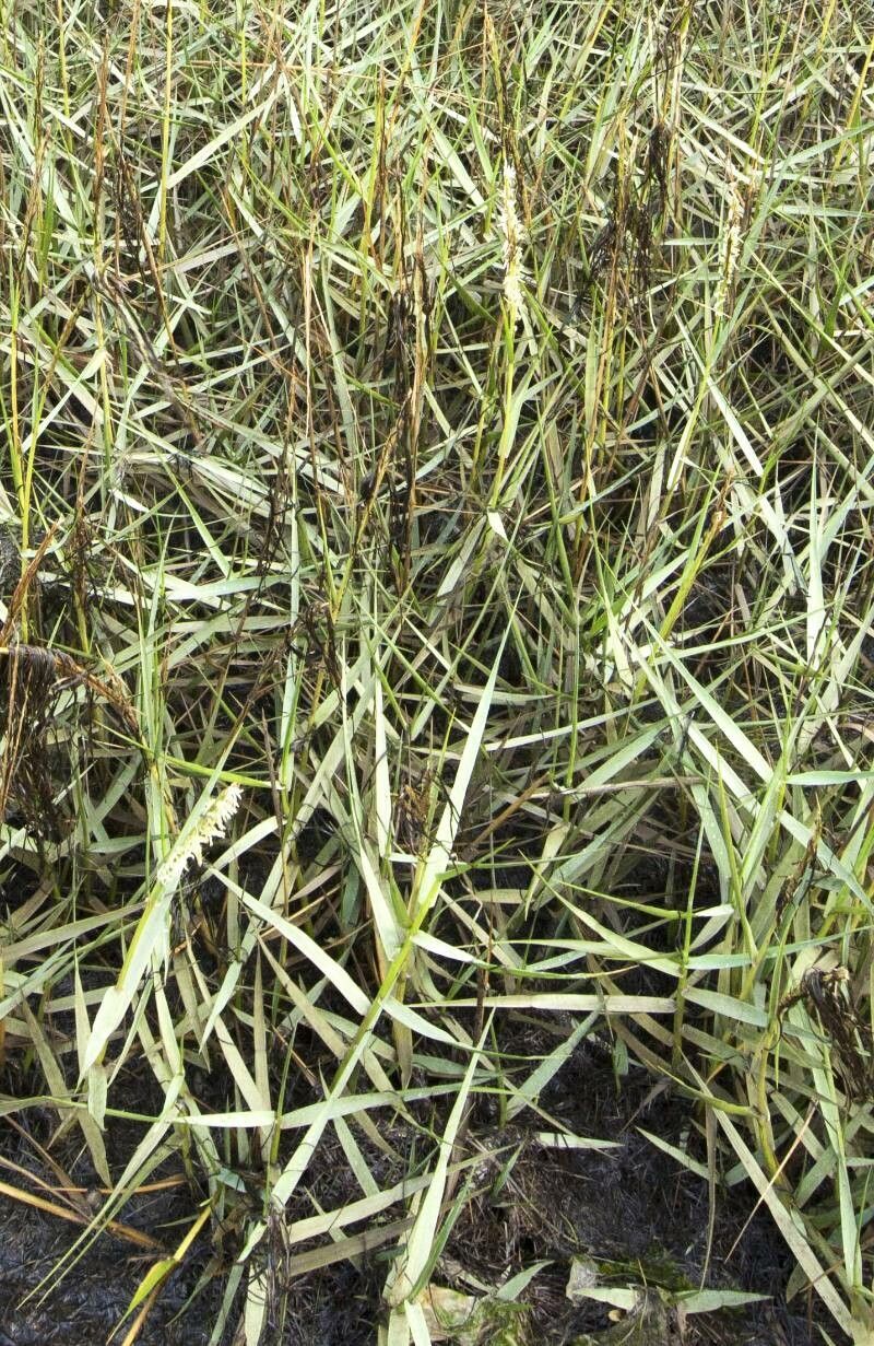 Sporobolus anglicus flower