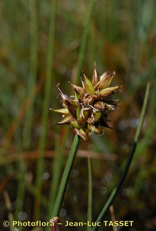 Carex maritima flower
