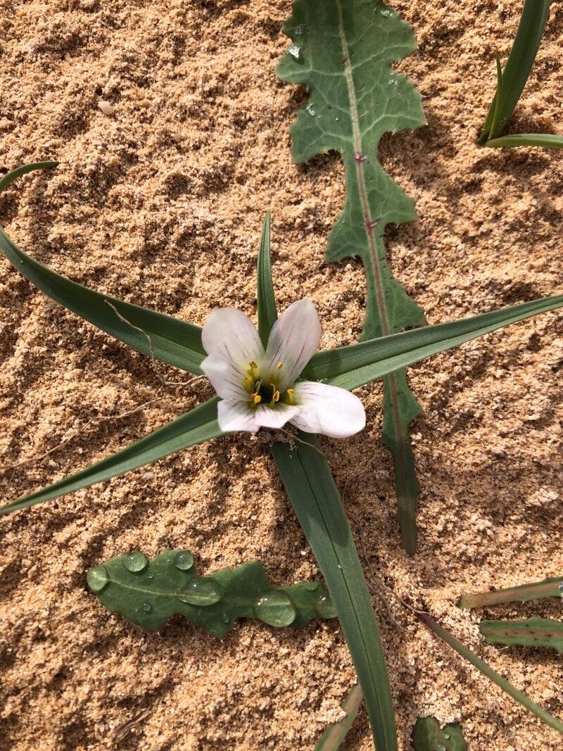 Androcymbium psammophilum flower