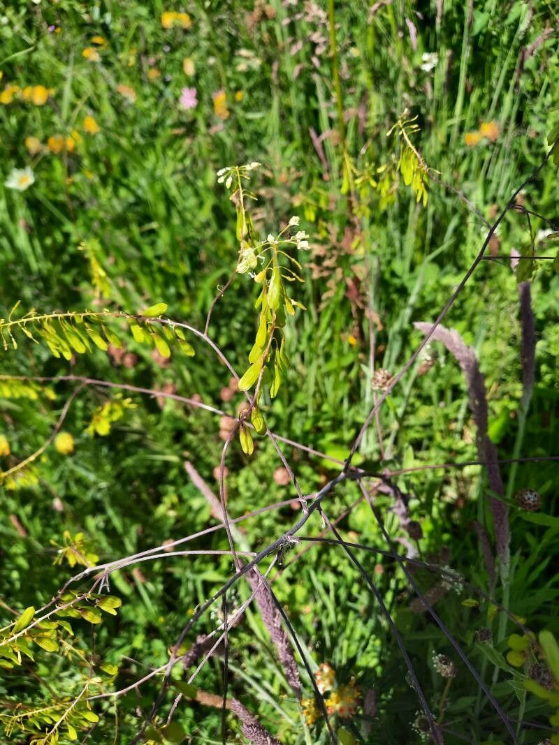 Isatis lusitanica fruit