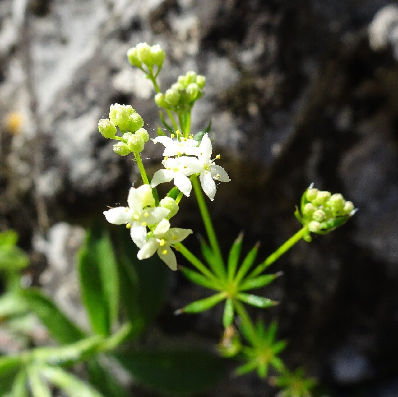 Galium anisophyllon flower