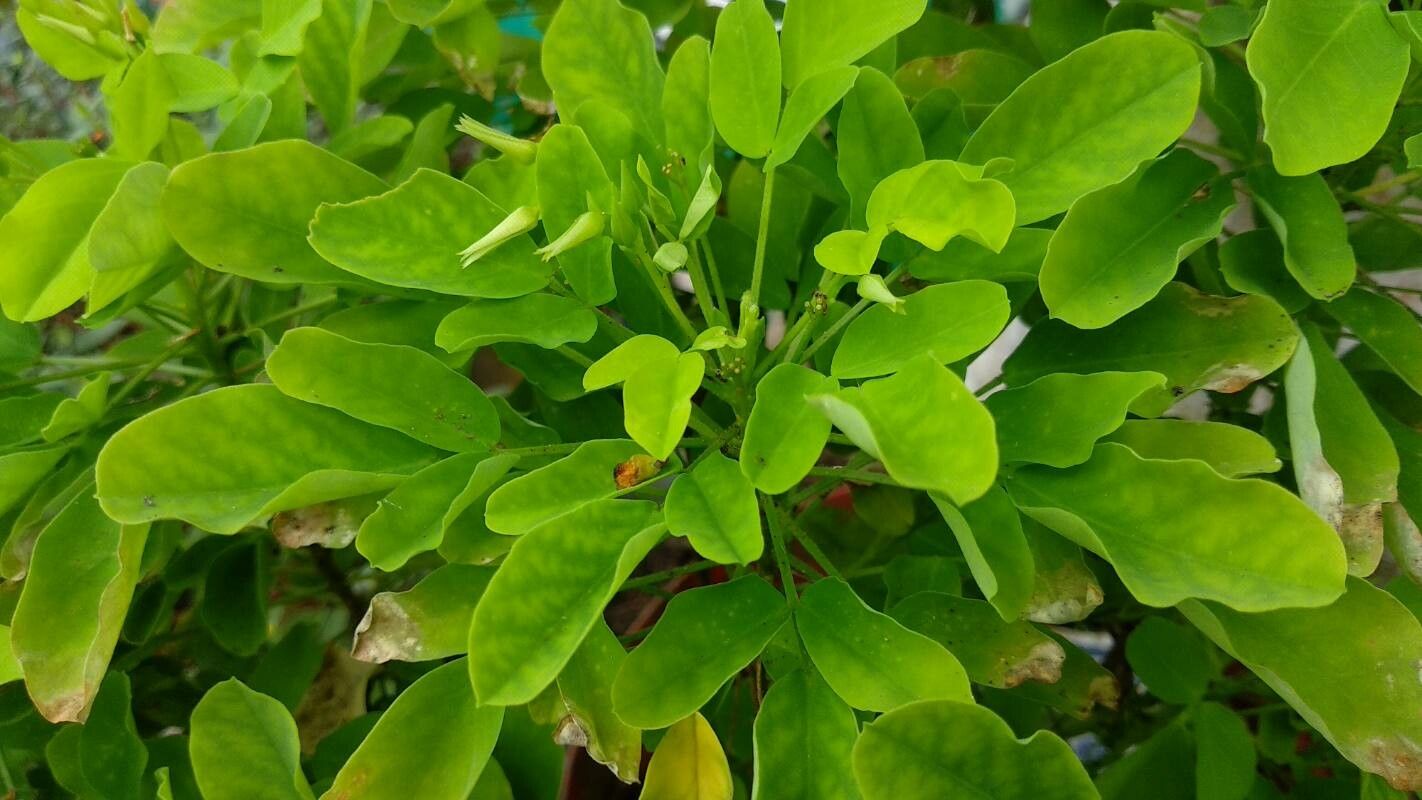 Oxalis frutescens leaf