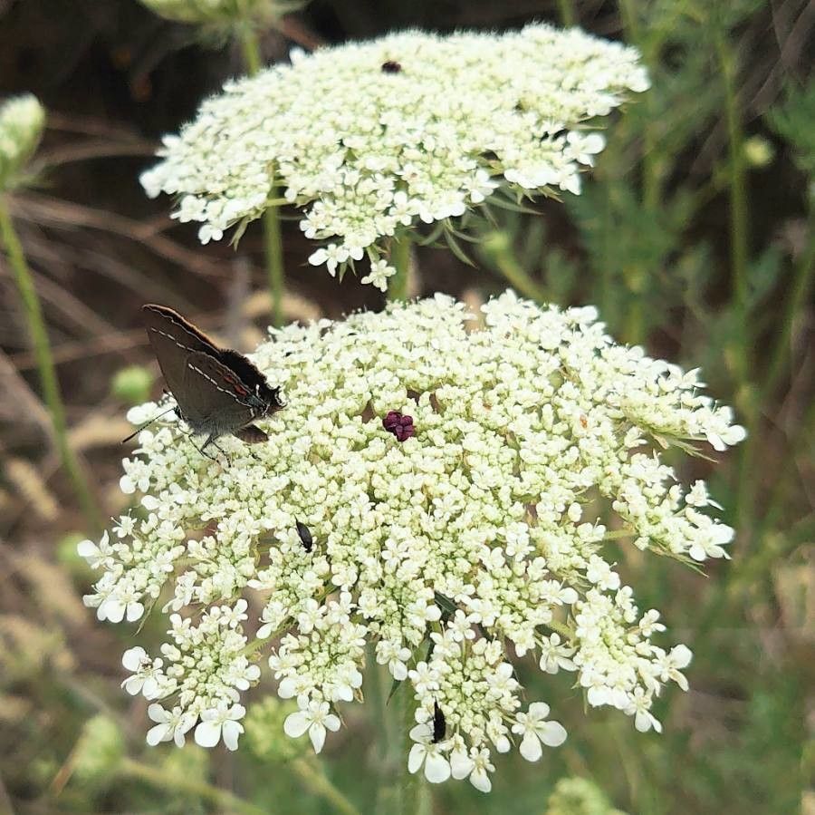 Tordylium maximum flower