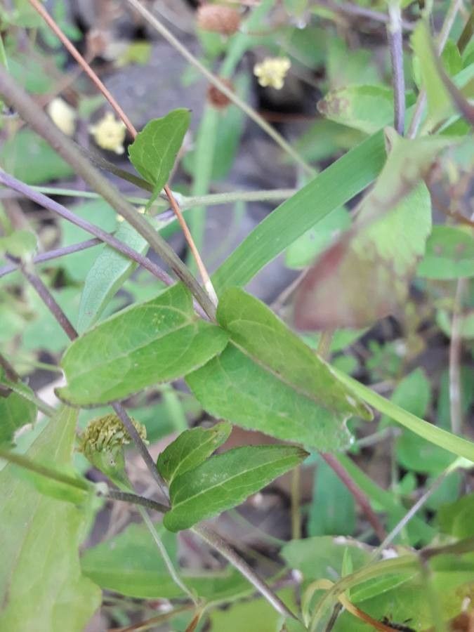 Acmella uliginosa — search result for 'Venezuela'