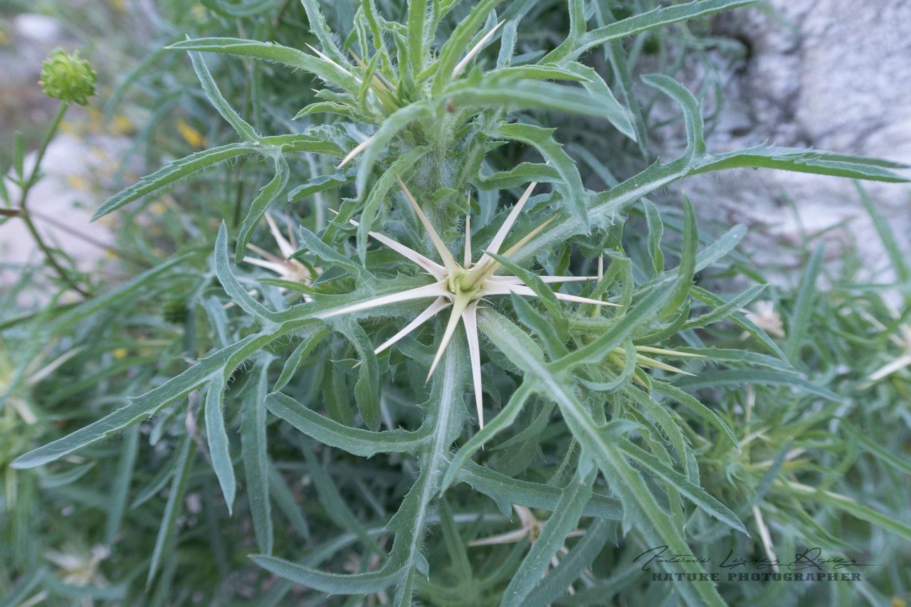 Centaurea calcitrapa — search result for 'Centaurea'