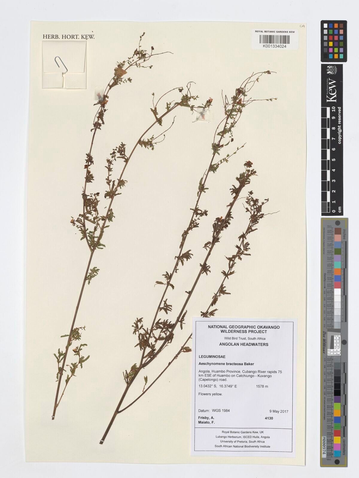 Aeschynomene bracteosa — houseplant care guide