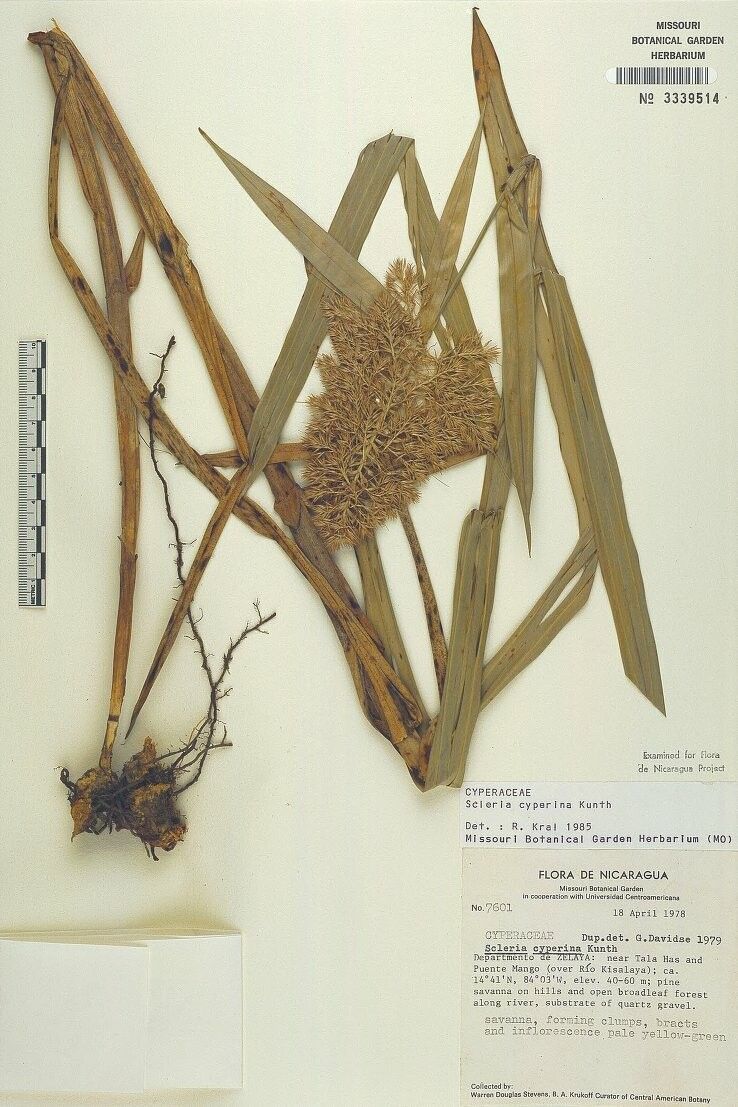 Scleria cyperina other