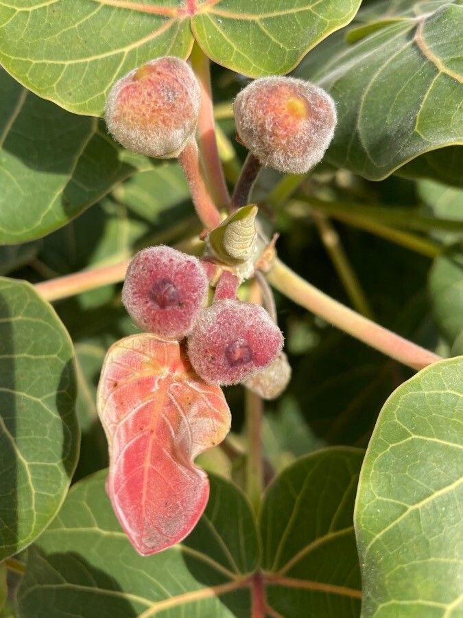Ficus petiolaris fruit