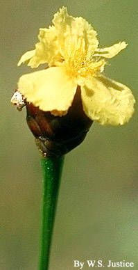 Xyris torta flower