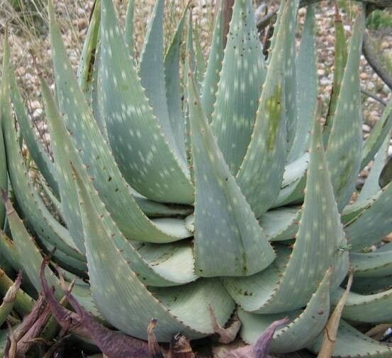 Aloe dewinteri habit