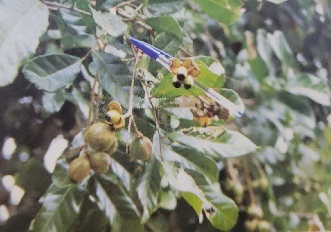 Cupania oblongifolia fruit