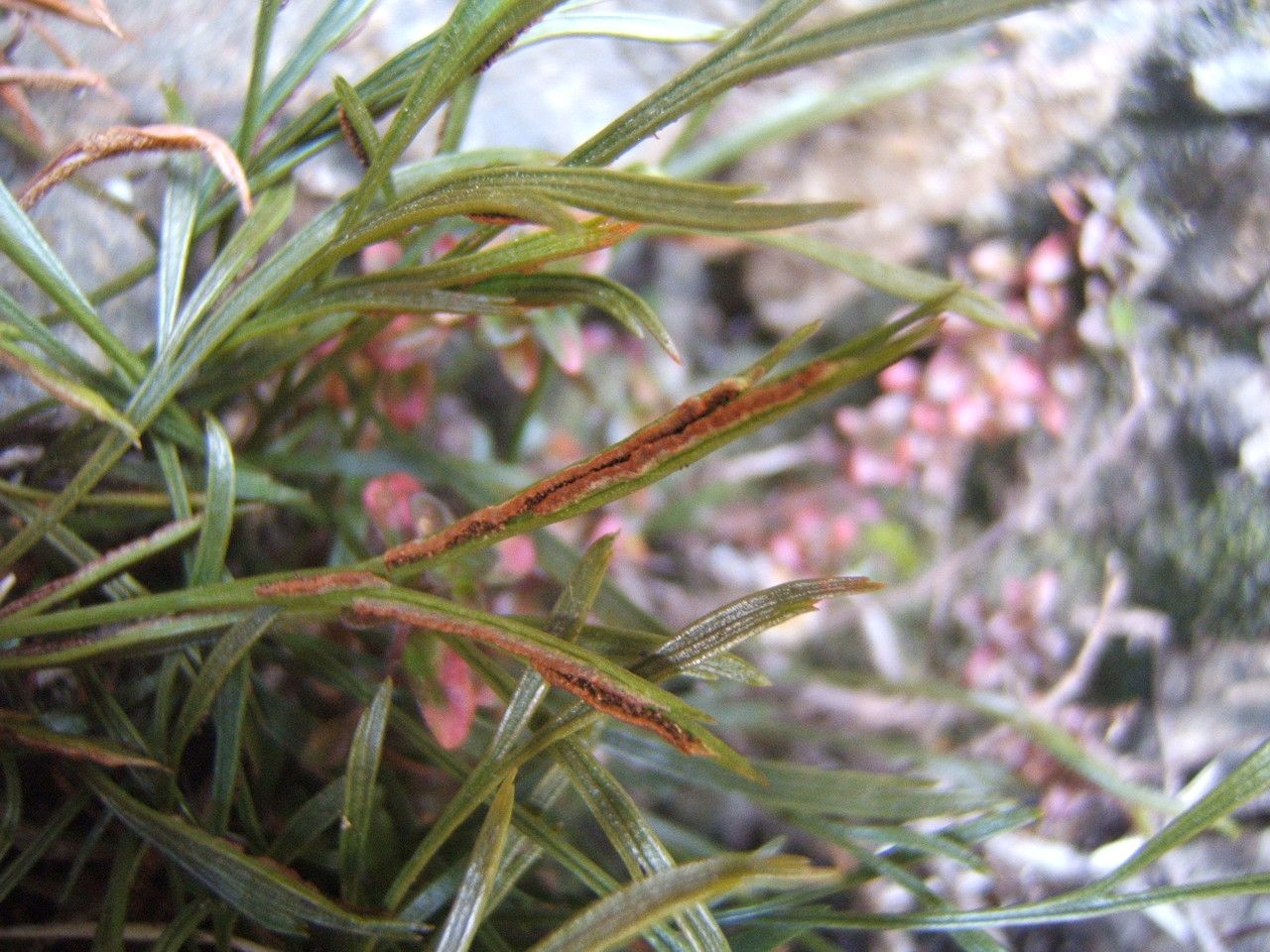Asplenium septentrionale flower