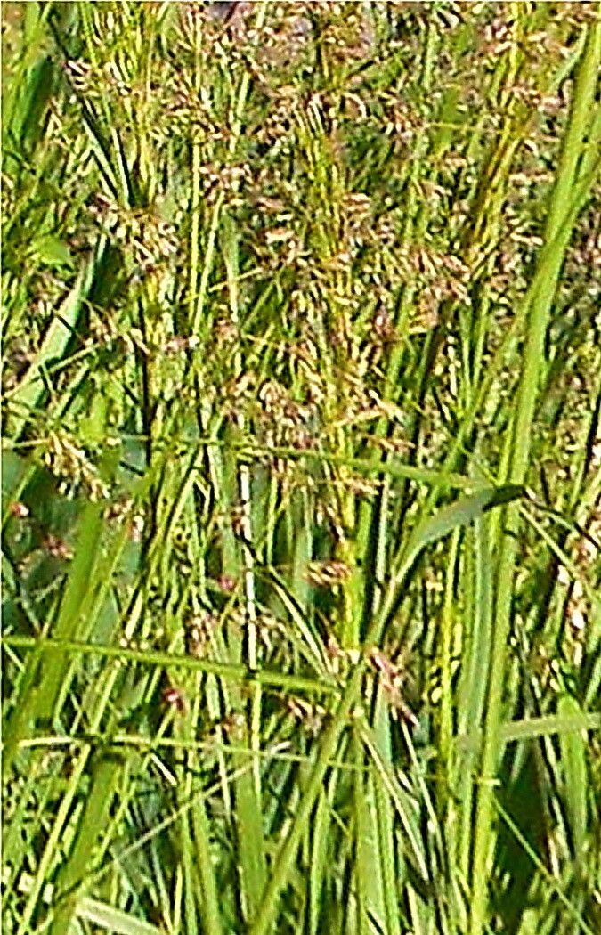 Nassella viridula — houseplant care guide