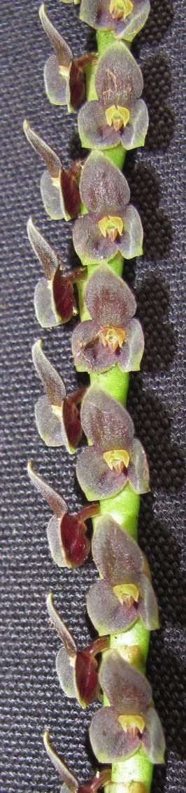 Stelis standleyi — houseplant care guide