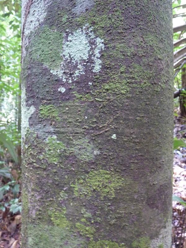 Rhodostemonodaphne morii bark