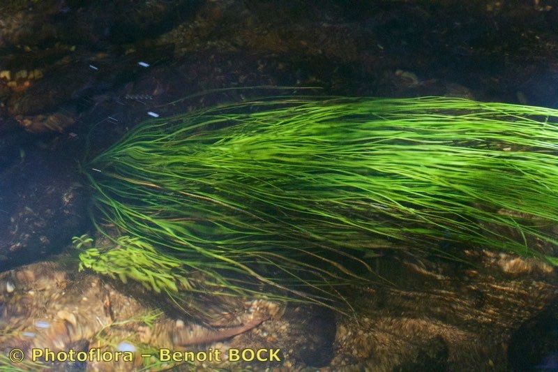 Isoetes longissima habit