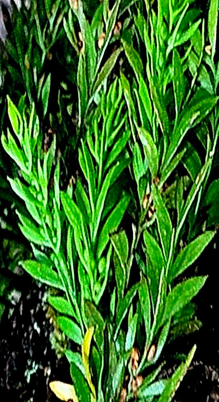 Tmesipteris parva — houseplant care guide