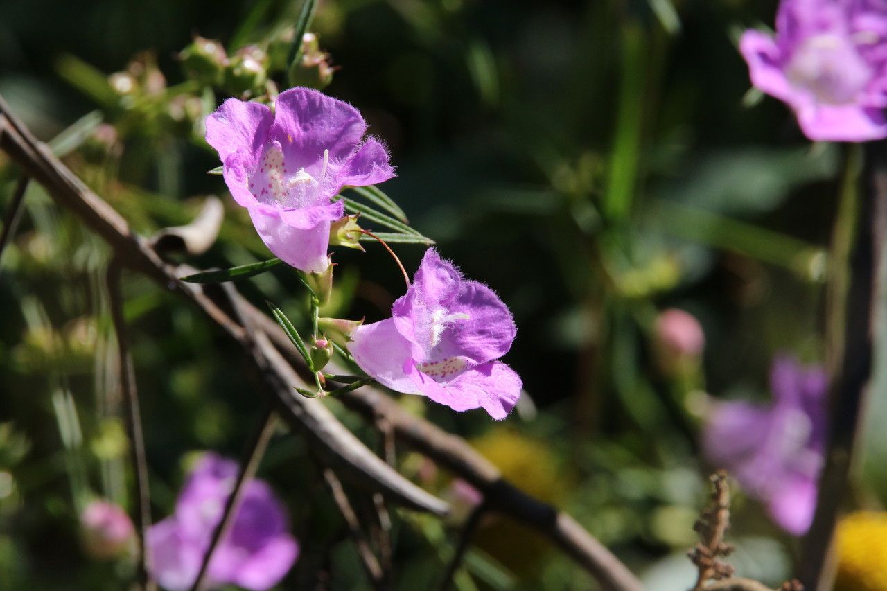 Agalinis purpurea flower