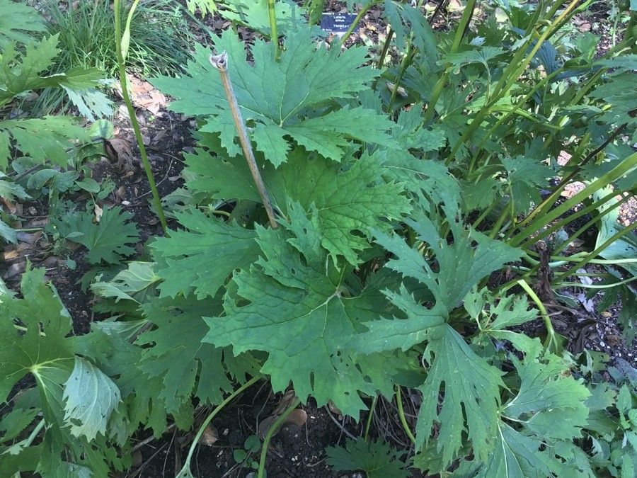 Ligularia japonica habit