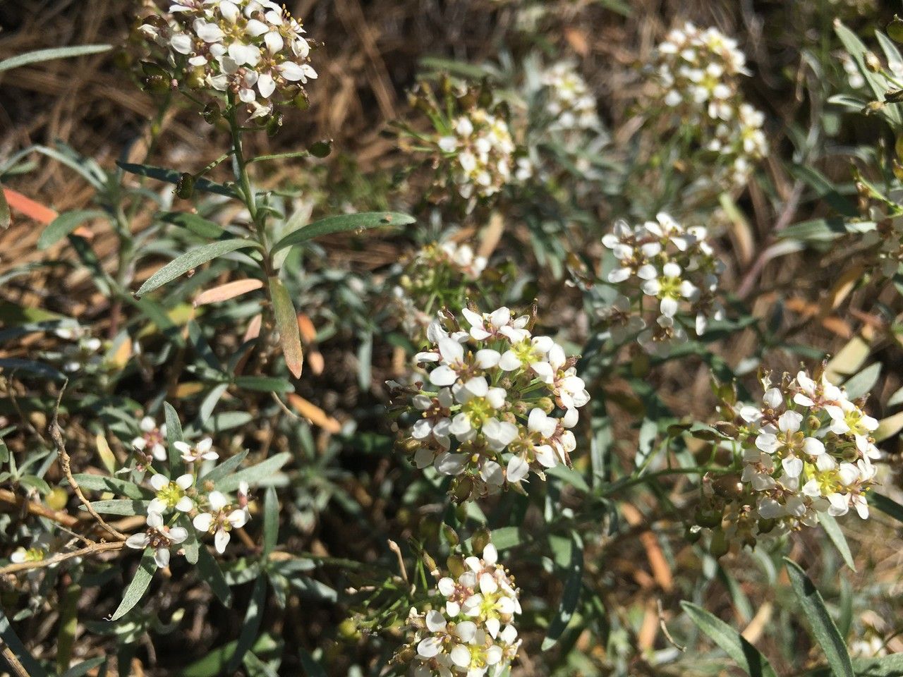 Lobularia canariensis flower