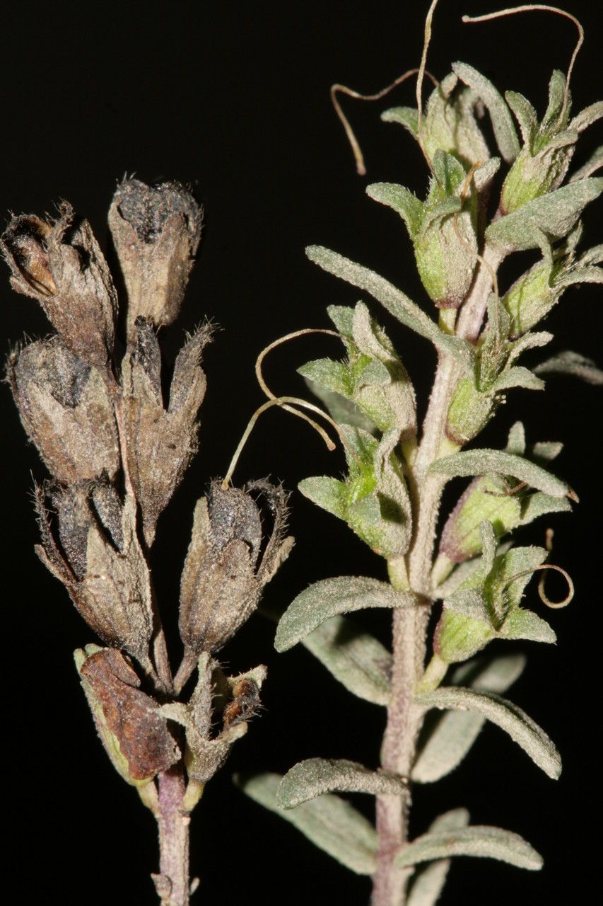 Odontites squarrosus fruit