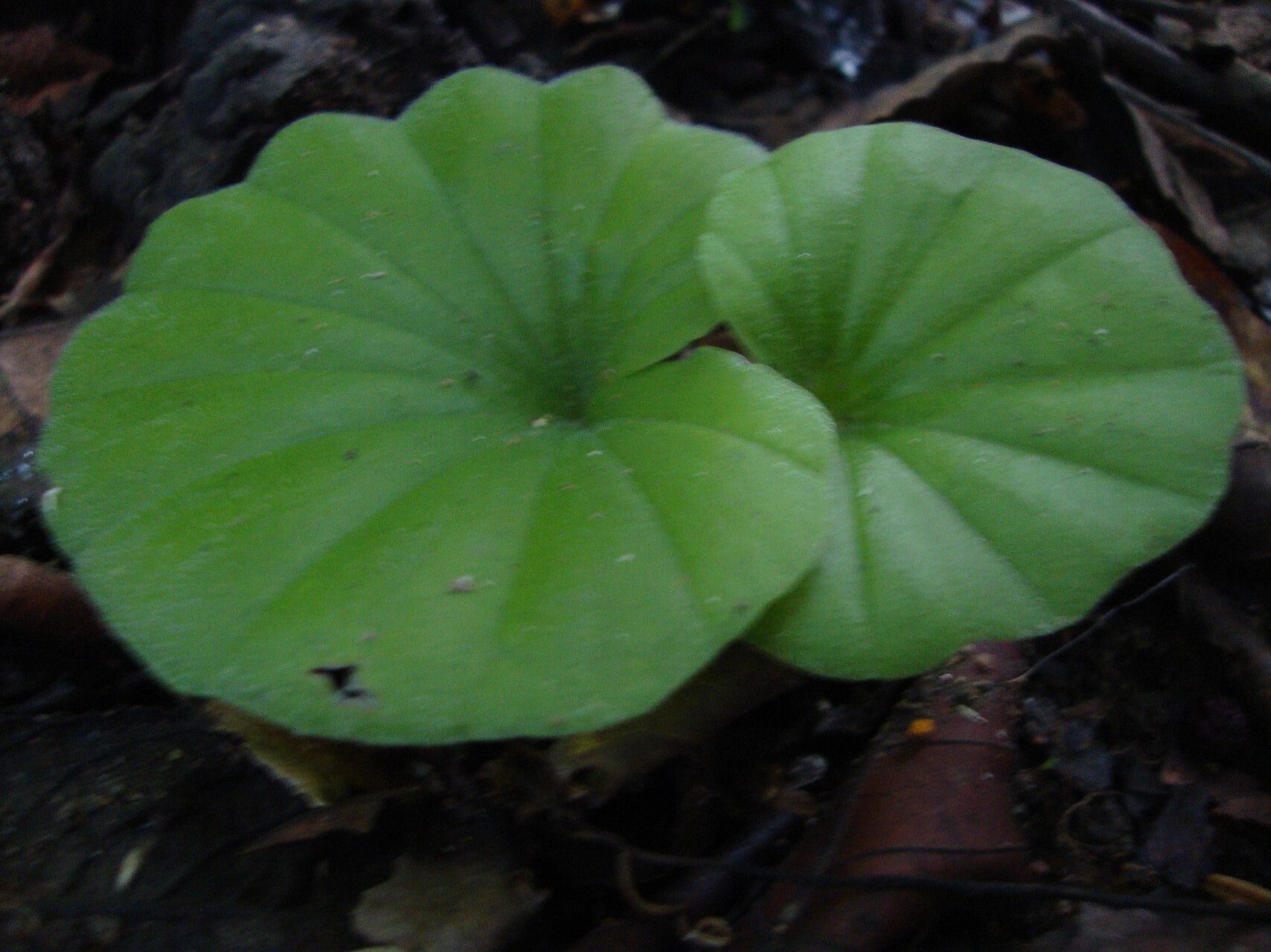 Nervilia simplex — houseplant care guide