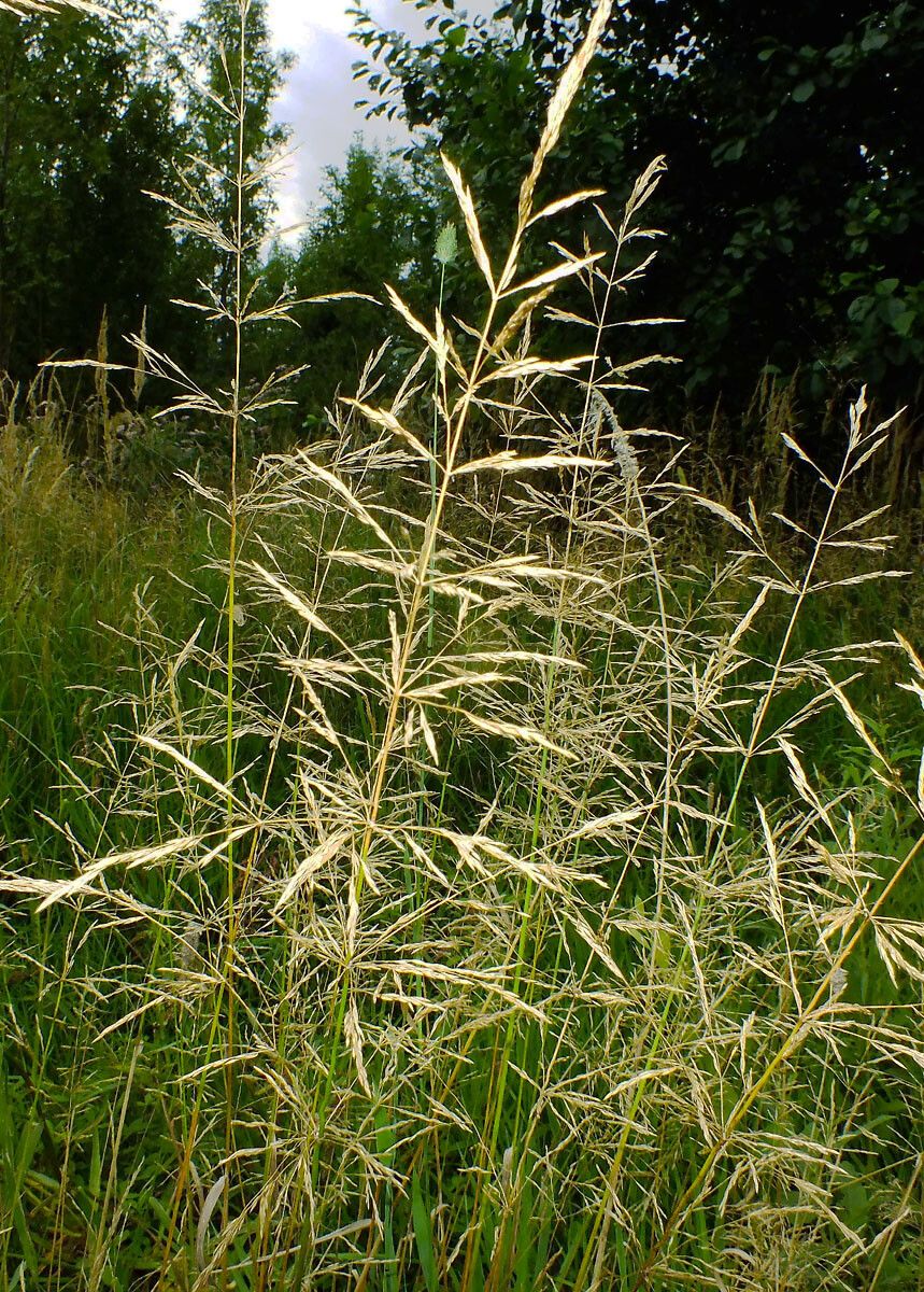 Apera spica-venti flower