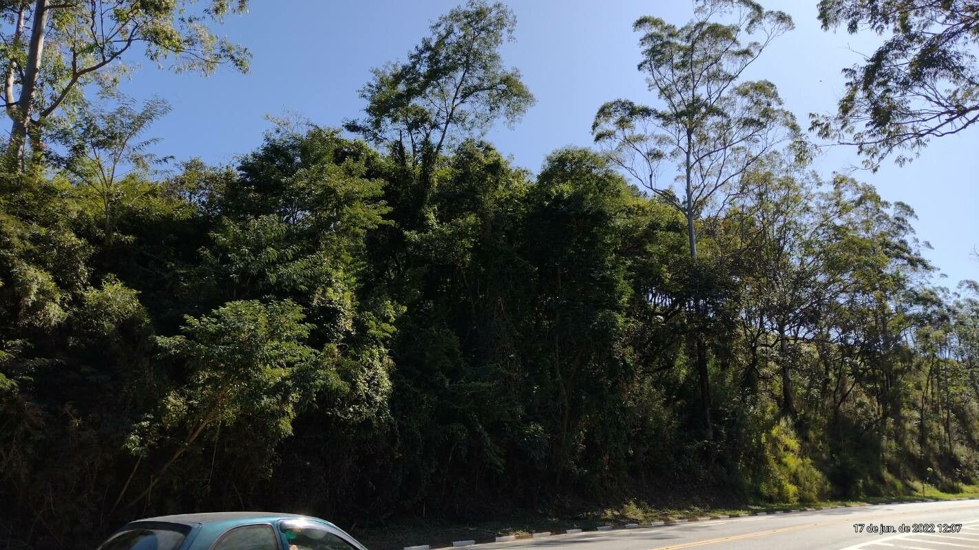 Eucalyptus grandis — search result for 'Eucalyptus'