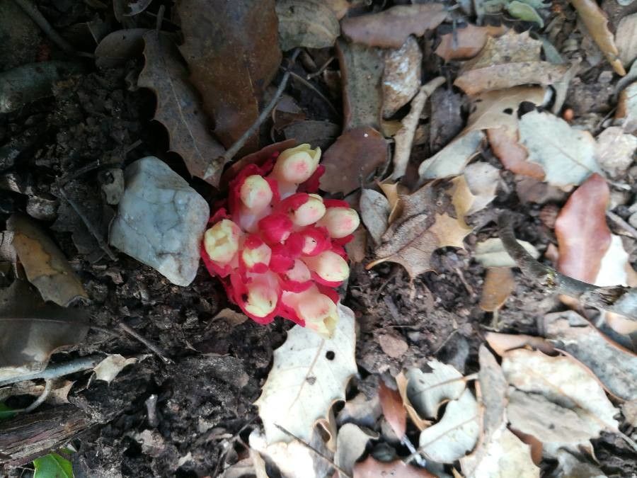 Cytinus hypocistis leaf