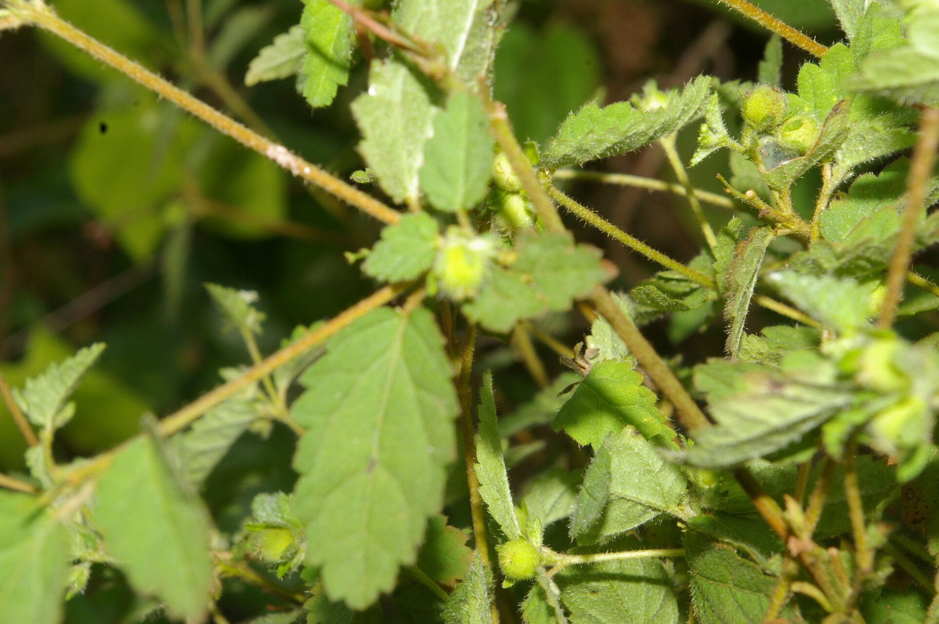 Croton trinitatis — houseplant care guide