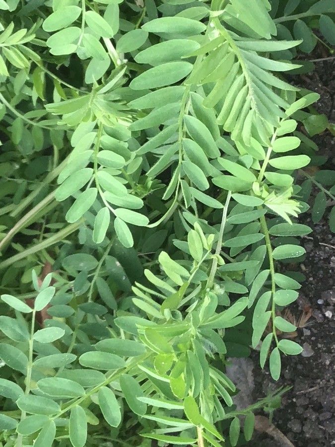 Vicia ervilia — search result for 'Syria'