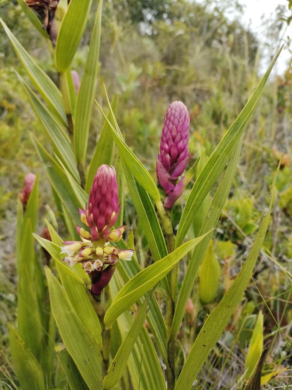Elleanthus purpureus flower