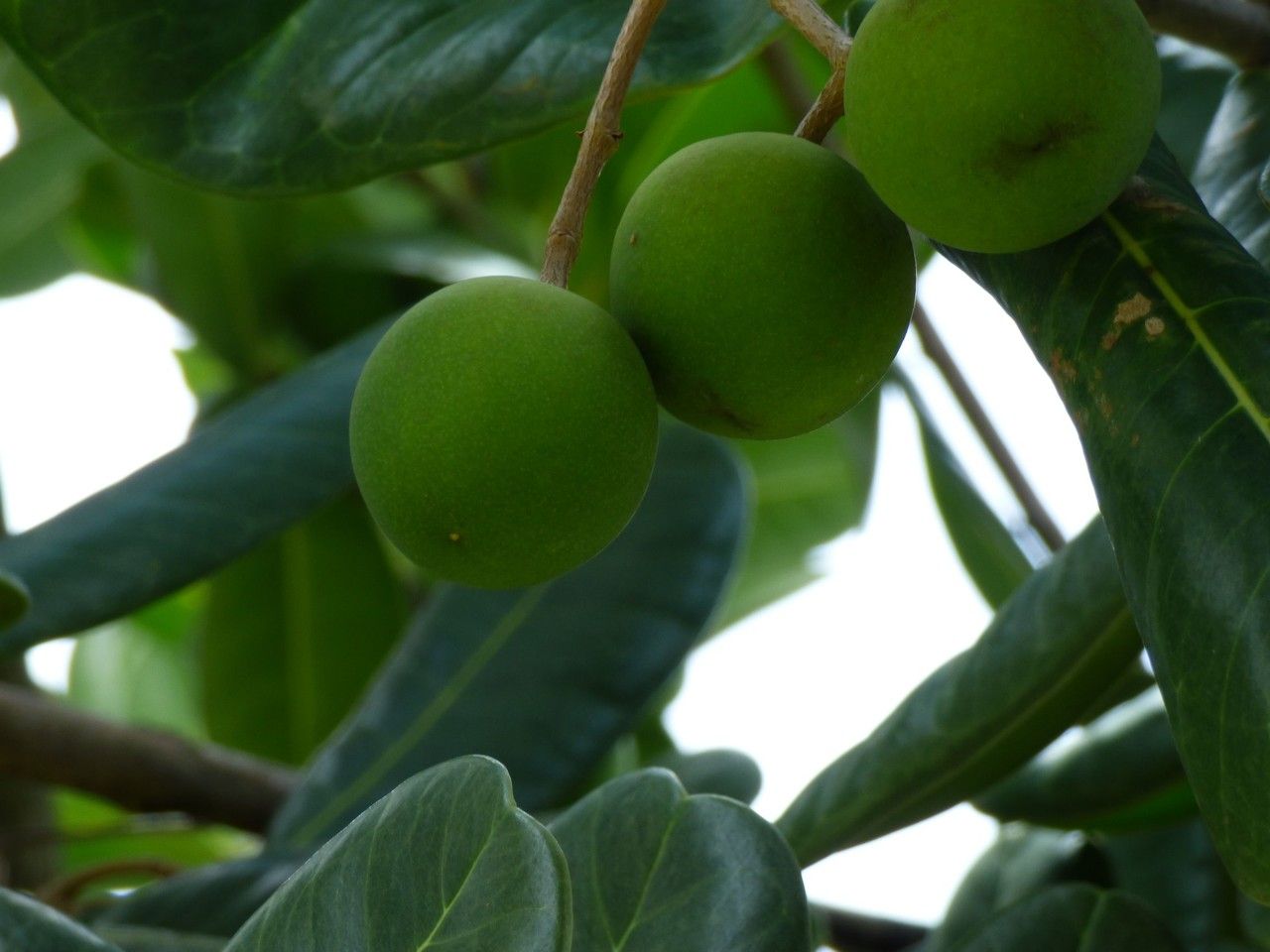 Noronhia emarginata fruit