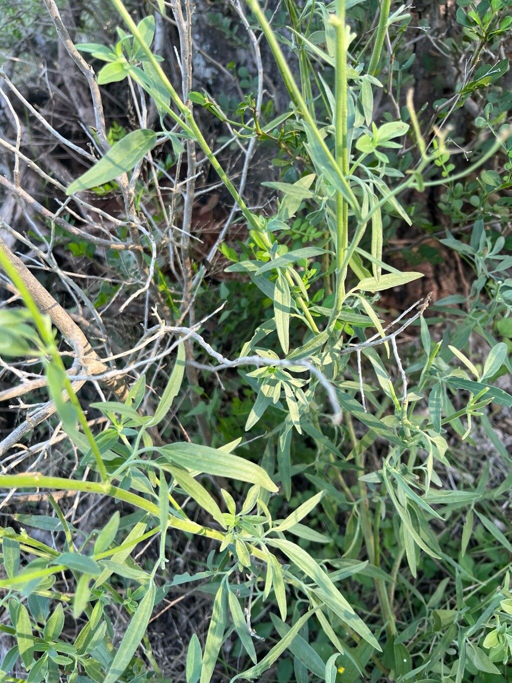 Florestina tripteris — search result for 'and Chihuahua'