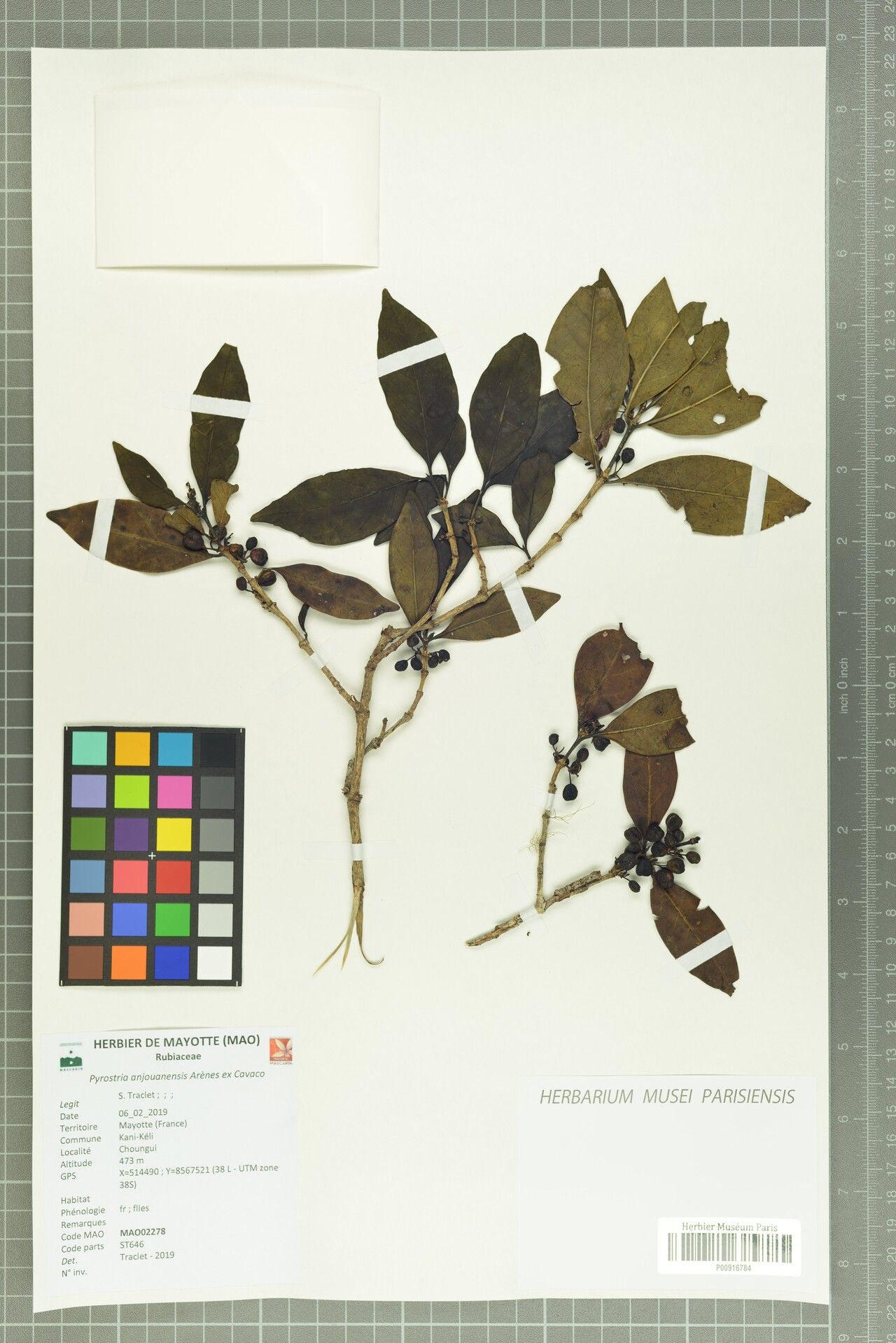 Pyrostria anjouanensis other