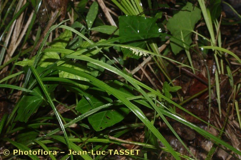 Carex grioletii habit