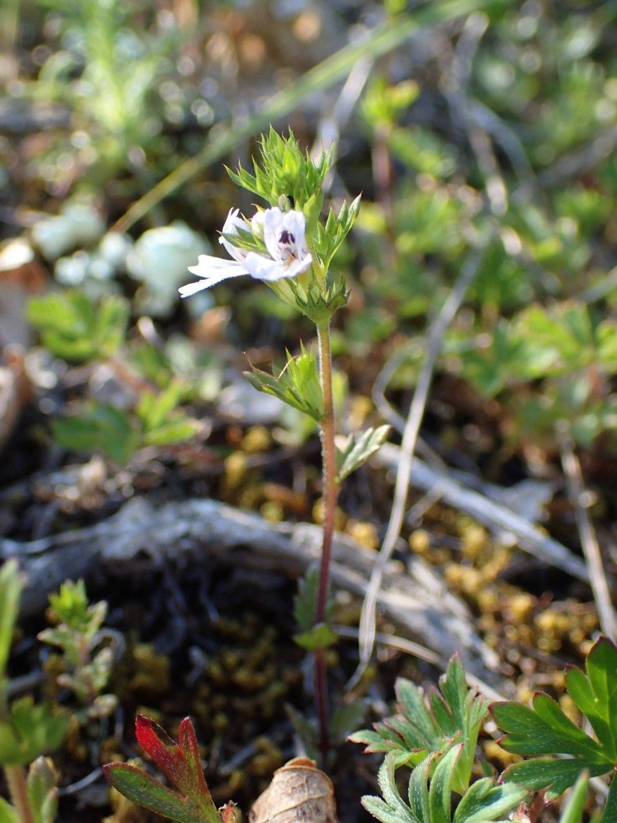 Euphrasia pectinata habit