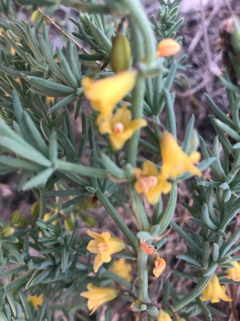 Asparagus maritimus flower