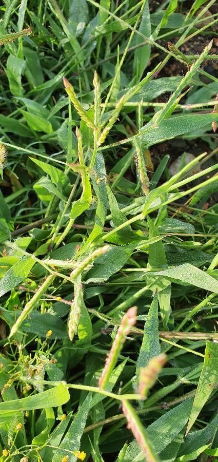 Urochloa panicoides habit