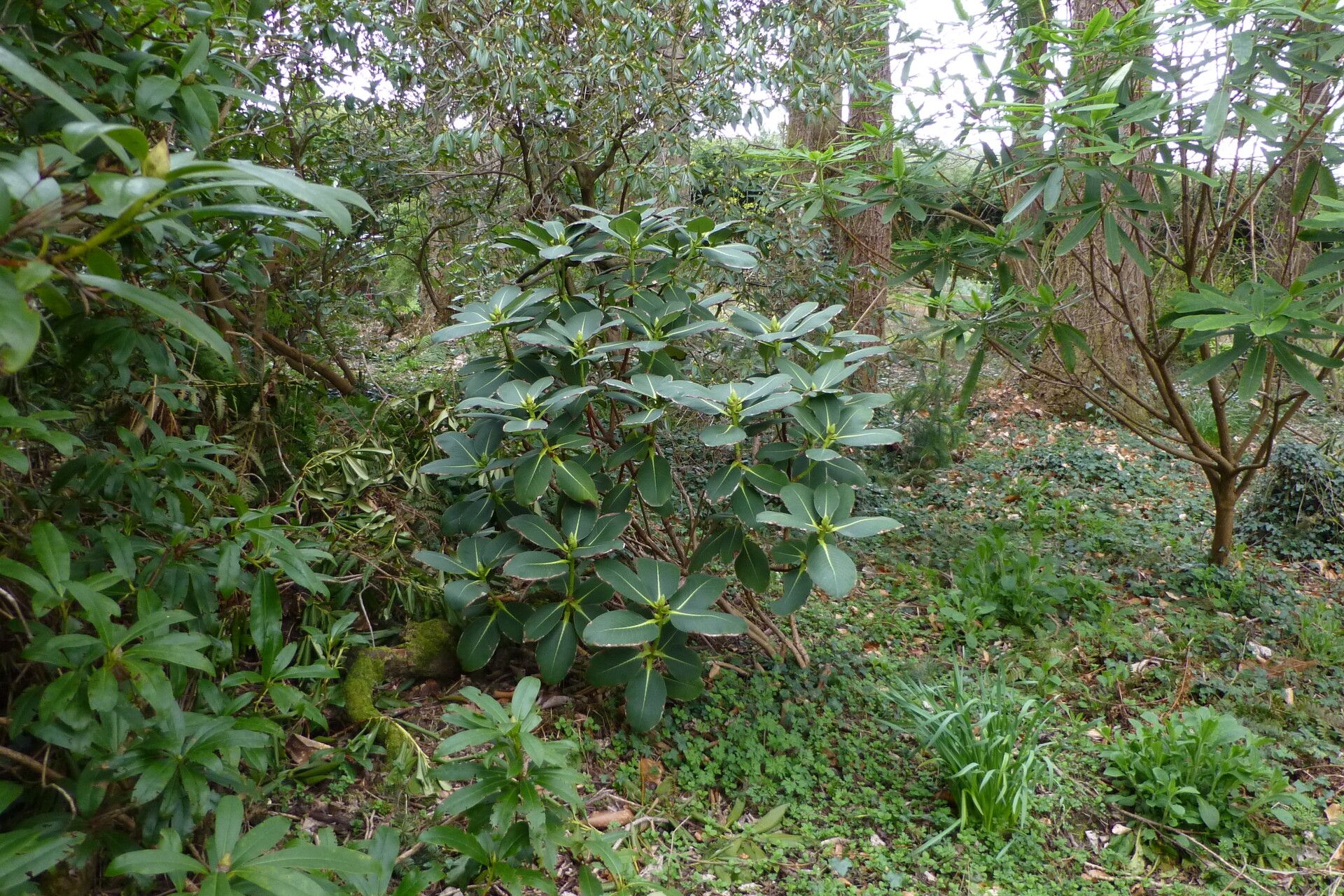 Rhododendron platypodum habit