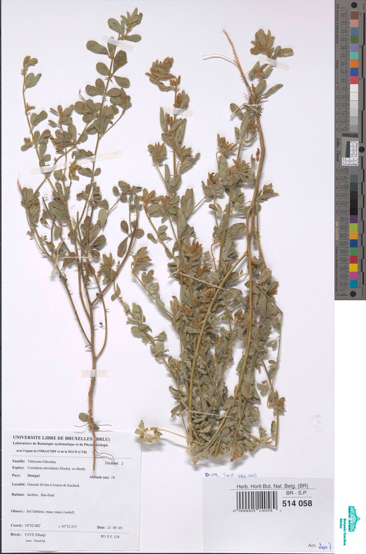 Crotalaria atrorubens — houseplant care guide