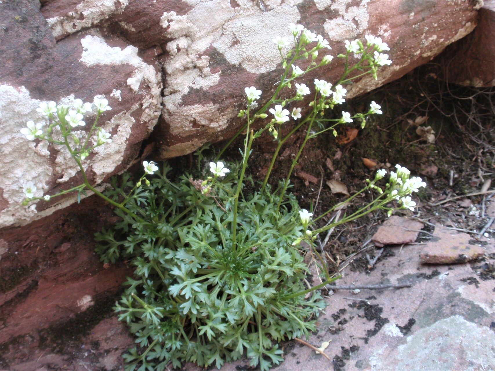 Saxifraga cuneata habit