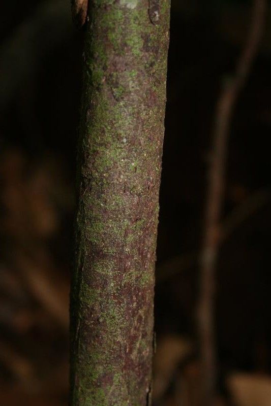 Licaria chrysophylla bark